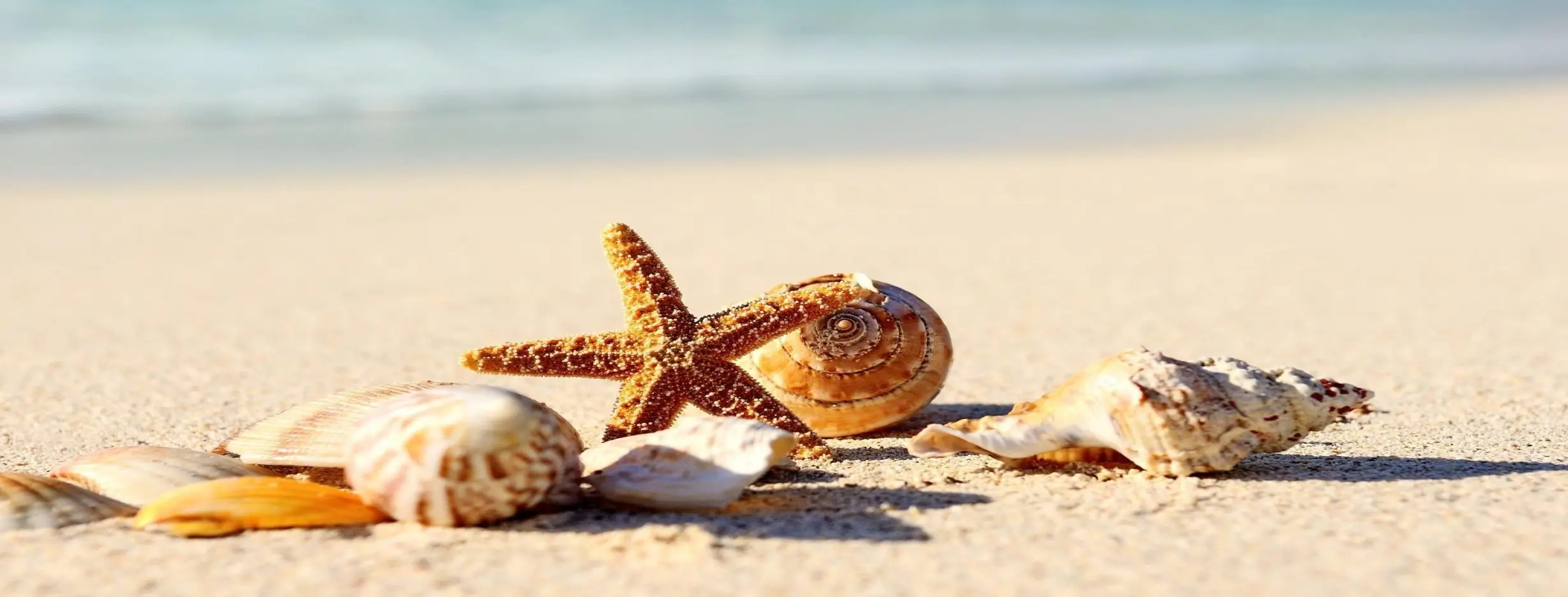 Image for Beachcombing Adventure